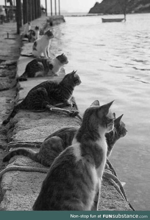 Cats waiting for the return of fisherman, Greece, 1970