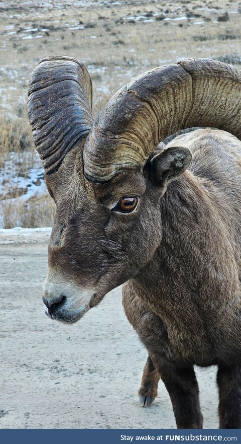 Yellowstone