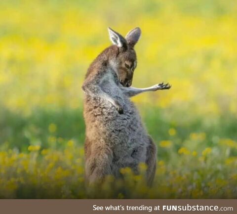 Photo of Kangaroo playing an air guitar has won the 2023 Comedy Wildlife Photography