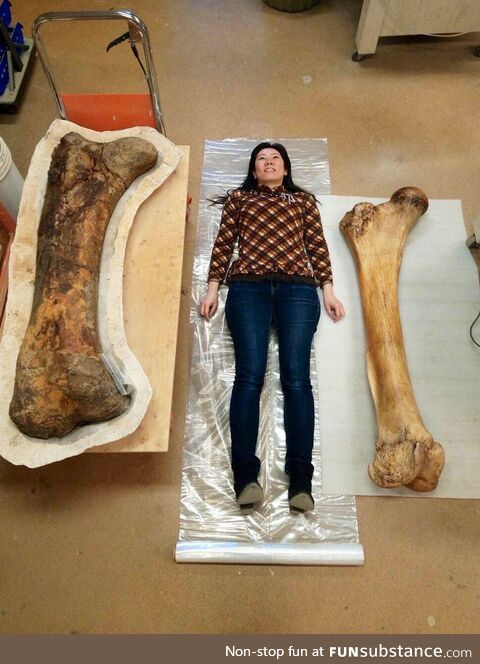 Femur of a Triceratops on the left and an African giant elephant on the right