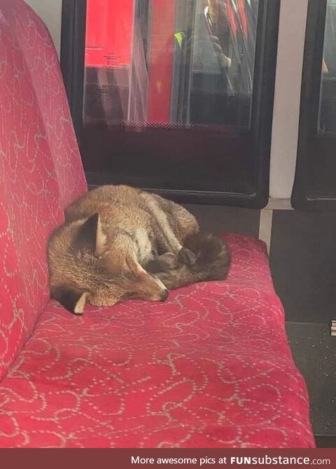 Sleeping fox on a London bus!