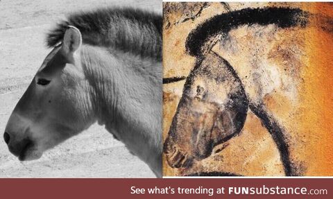 Left: Photo of a horse. Right: Drawing of a horse made 30 000 years ago in Chauvet cave