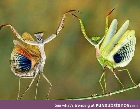 Yaying mantises