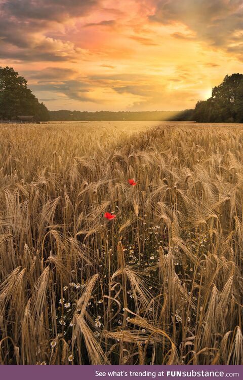 Awesome field in Germany (OC)