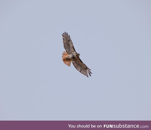 Red tailed Hawk, Ny