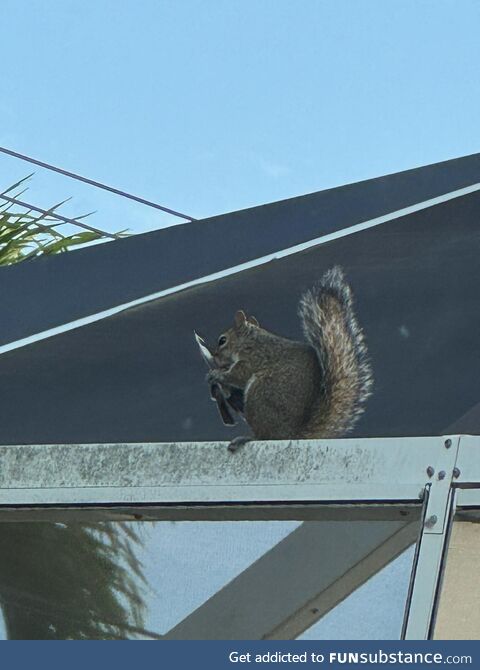 FL Squirrel with a Knife