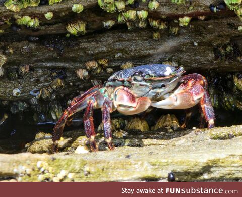 A bright little crab in Otter Rock, OR ;[OC] no filters, Samsung S22 Ultra