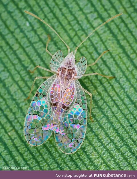 Lace bug (Stephanitis typicus) looks like stained glass