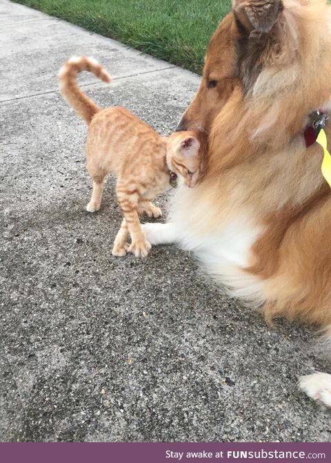 [OC] Our dog is gentle with all cats in the neighborhood