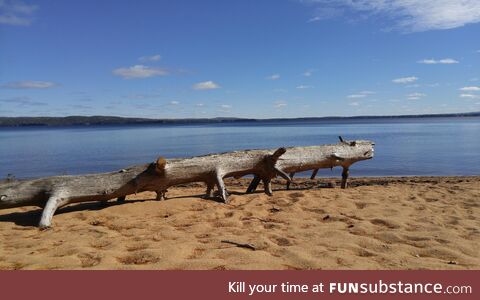 Log creature returns to the lake