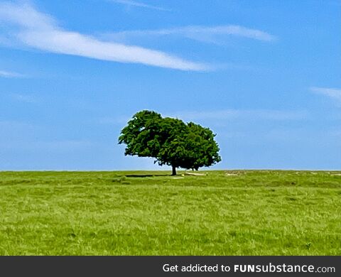 Lone tree in the lone star state