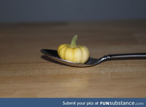 [oc] tiny pumpkin in a spoon