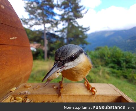 [oc] eurasian nuthatch, switzerland