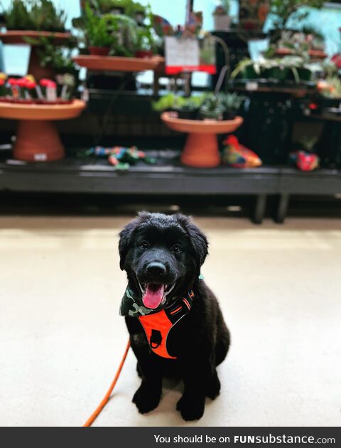 [OC] Took this photo of Castle aka Good Boy at Pikes Nursery