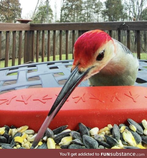 Red-Bellied Woodpecker's tongue! (OC)