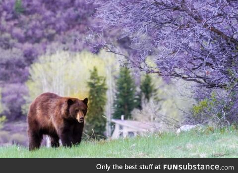 A black bear in the Rocky Mountains