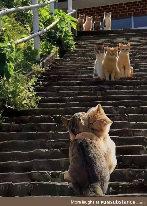 Cat in the middle is jealous