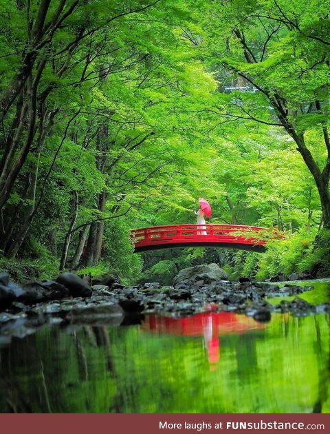 Okuni Shrine in Shizuoka is so green it's almost neon this time of the year