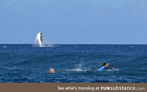 Whale makes surprise appearance during 2024 Paris Olympics surfing competition