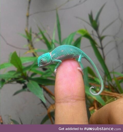 Tiny baby chameleons