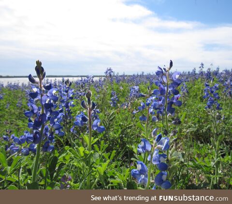 Texas bluebonnets