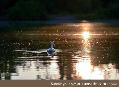 Duck on the water