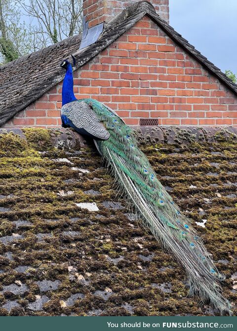 Peacock landed on the roof next to our house