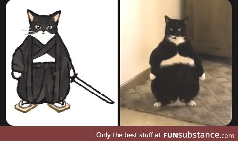 Samurai cat