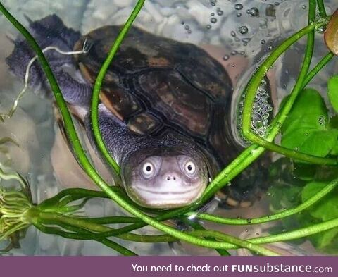 One happy turtle caught on cam!