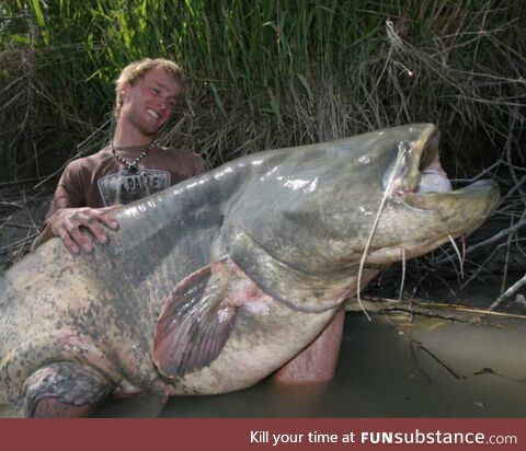 This is how big catfish can get