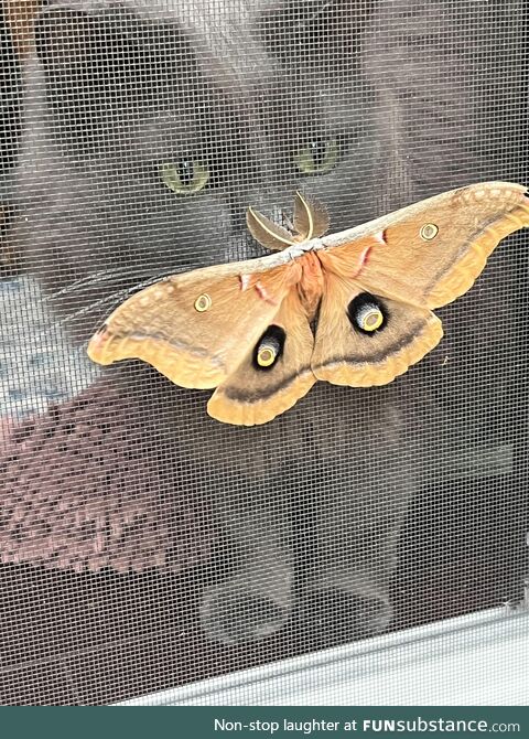 A beautiful polyphemus moth introducing herself to a kitty