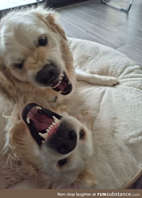 The happy and graceful face of the Golden Retriever