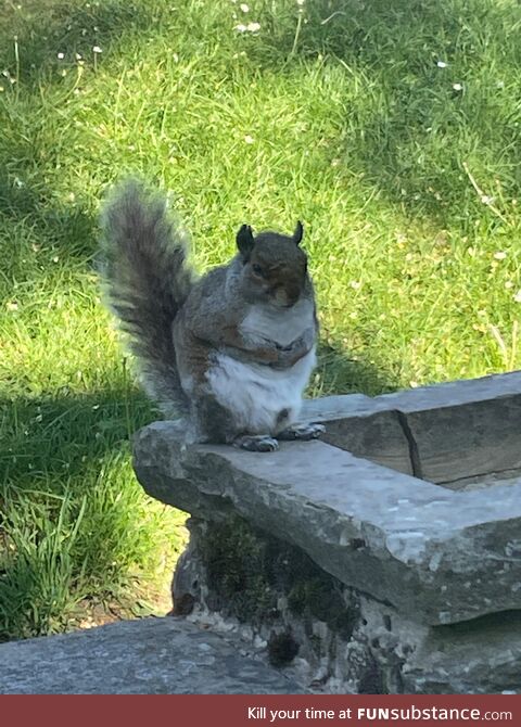 Took a picture of this squirrel plotting something