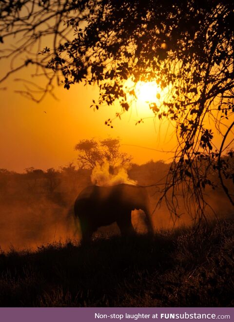 African Elephant in the Morning