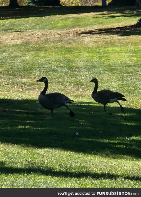 Goose yoga at the golf course? Sorry to interrupt