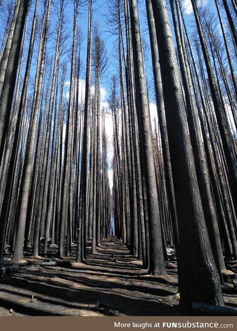 Burnt Sugar Pines (Laurel Hill, nsw) - Just after the Black Summer Bushfires