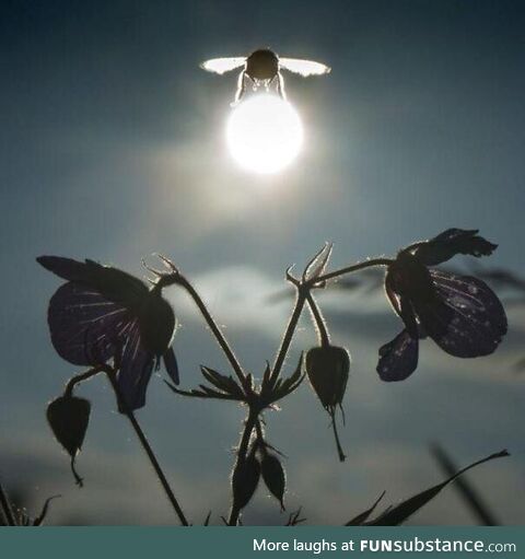 This bee got caught carrying the sun