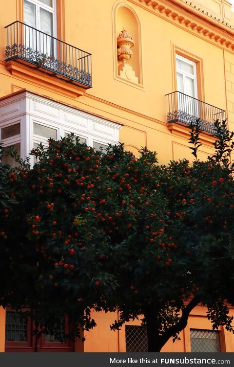 An orange tree and an orange house