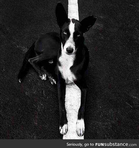 Black and white dog lying on the road