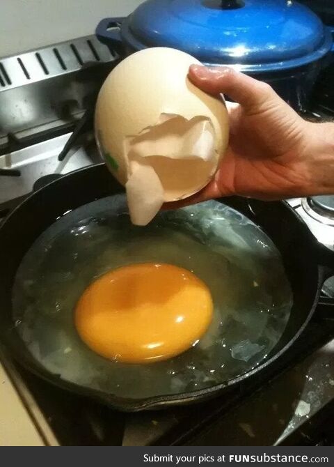 Frying an OSTRICH egg