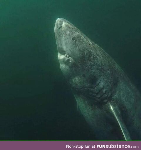 A 392 year old Greenland Shark in the Arctic Ocean, wandering the ocean since 1627