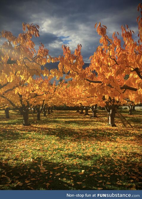 Fall in the cherry orchard. Naramata, BC Canada