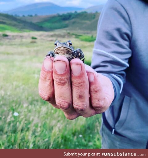 If you ever wonder what a slightly vexed toad looks like