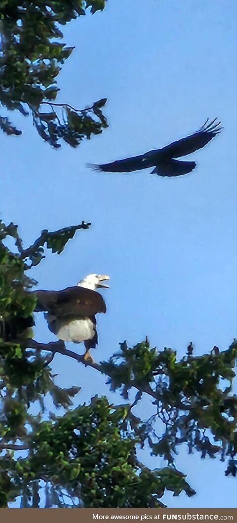 Eagle vs. Crow