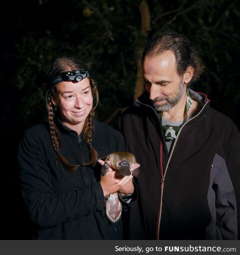 We reintroduced platypuses to Sydney's Royal National Park, this week we found their