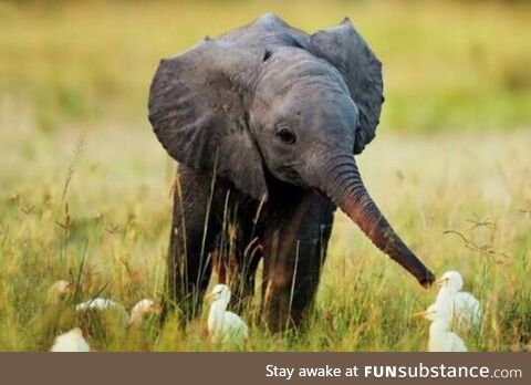 For those who are having a tough day, here is a baby elephant playing with ducklings