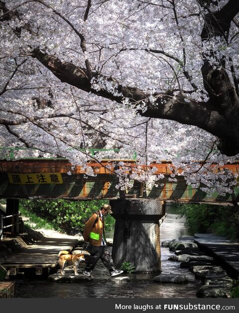 Spring in Japan [ OC ]