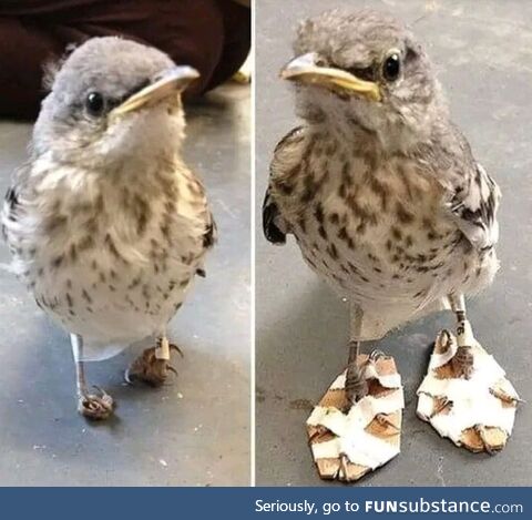 Vets made snow shoes for a mockingbird with deformed feet. They corrected the feet in a