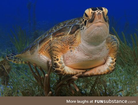 Judgmental turtle