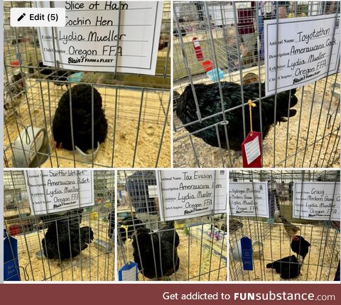 Introducing Dane County fair chickens: Swiffer Wet Jet, Tax Evasion, Toyotathon, Slice of